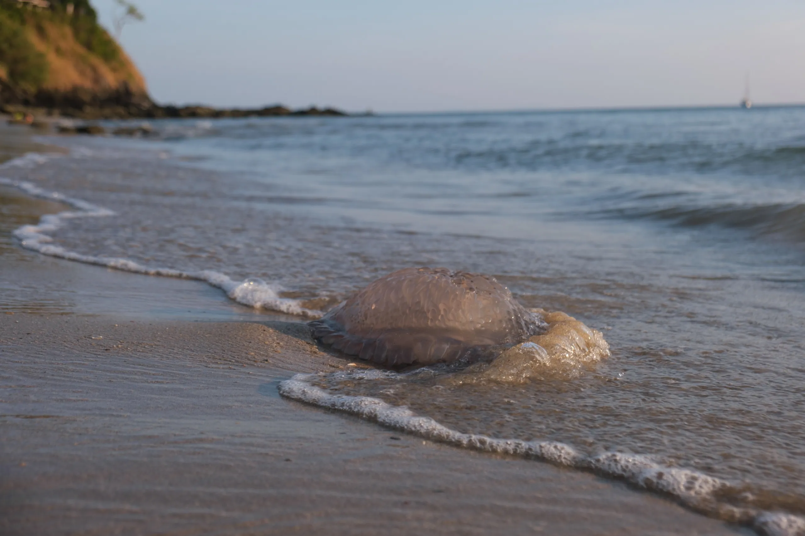 Large jellyfish, Kantiang Bay