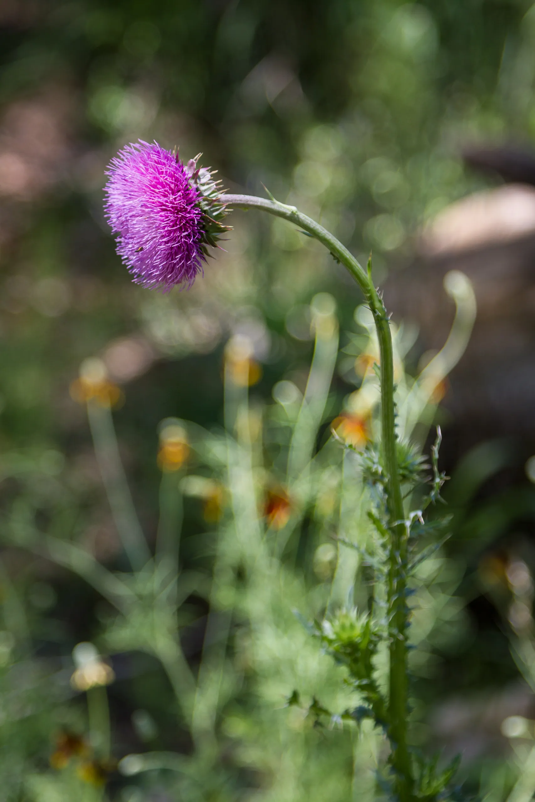 Thistle, Canyon Wren Ranch