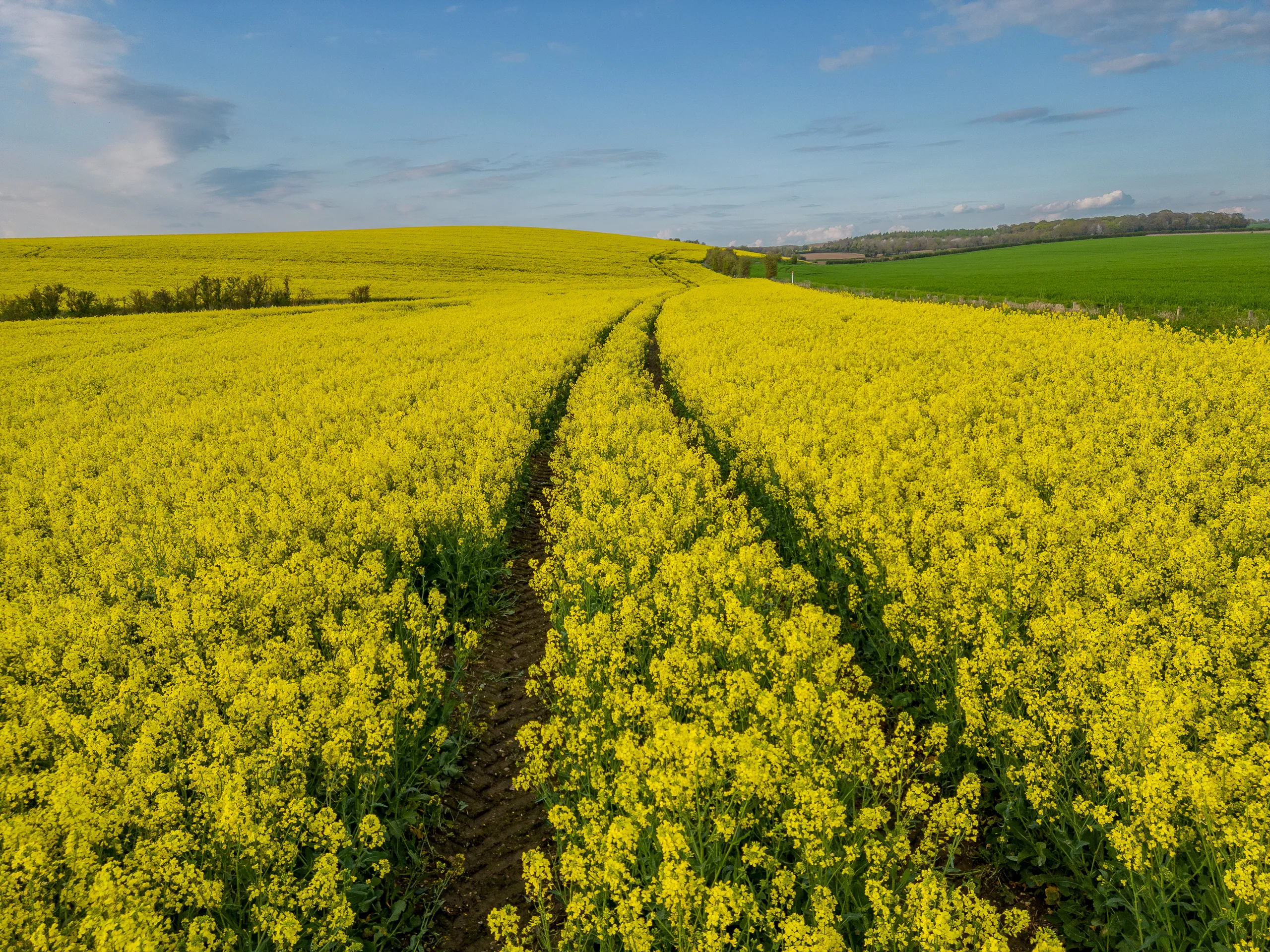 Ipsden Rape Fields, Oxfordshire
