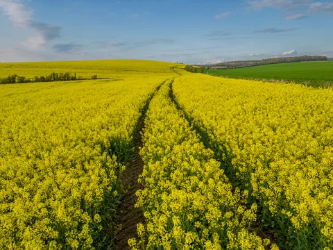 Ipsden Rape Fields, Oxfordshire