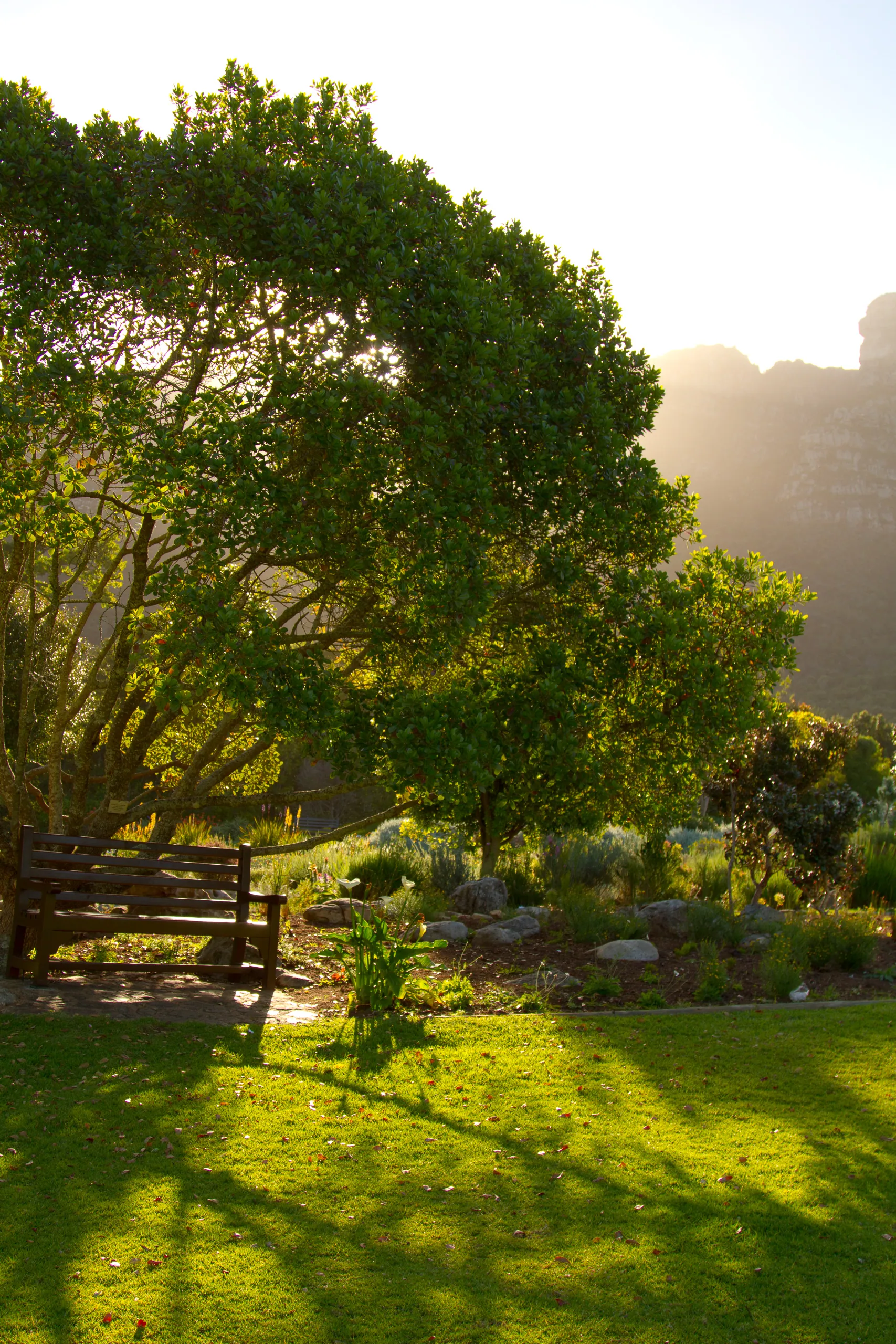 Kirstenbosch Gardens