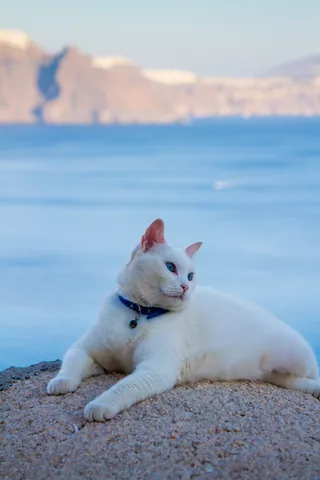 Lazy Cat, Oia, Santorini