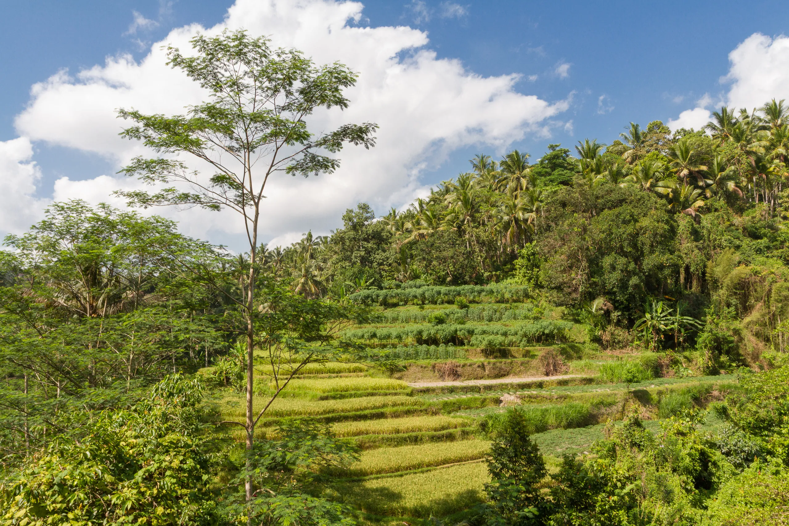 Sayan Valley Rice Terraces