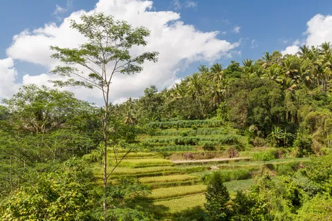 Sayan Valley Rice Terraces