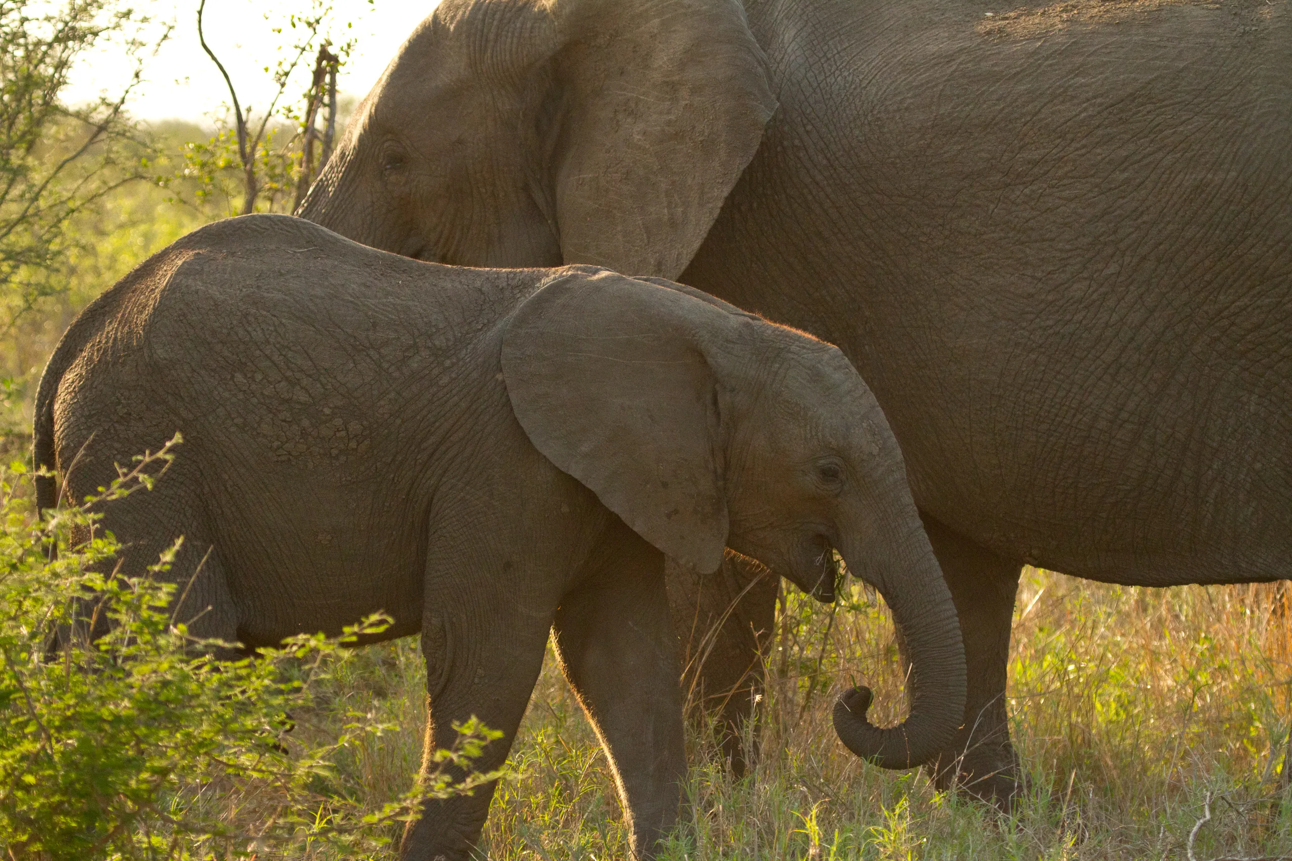 Baby African Elephant