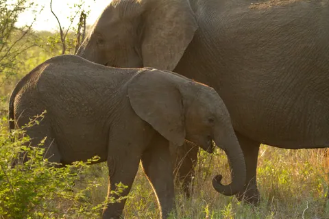Baby African Elephant