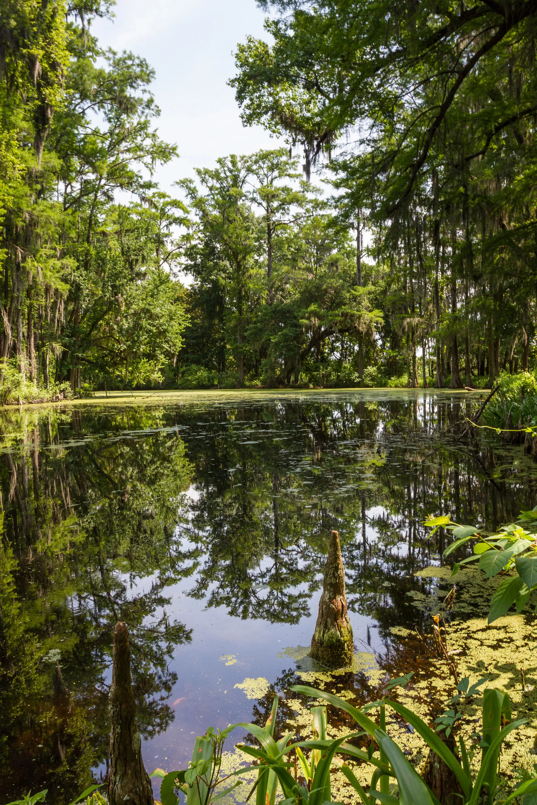Cypress Pond, Middleton Place
