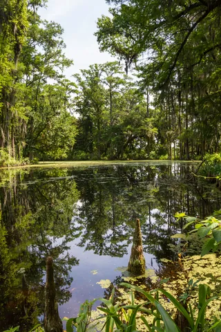 Cypress Pond, Middleton Place