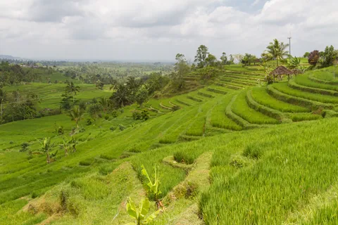 Jatuliwiyah Rice Terraces