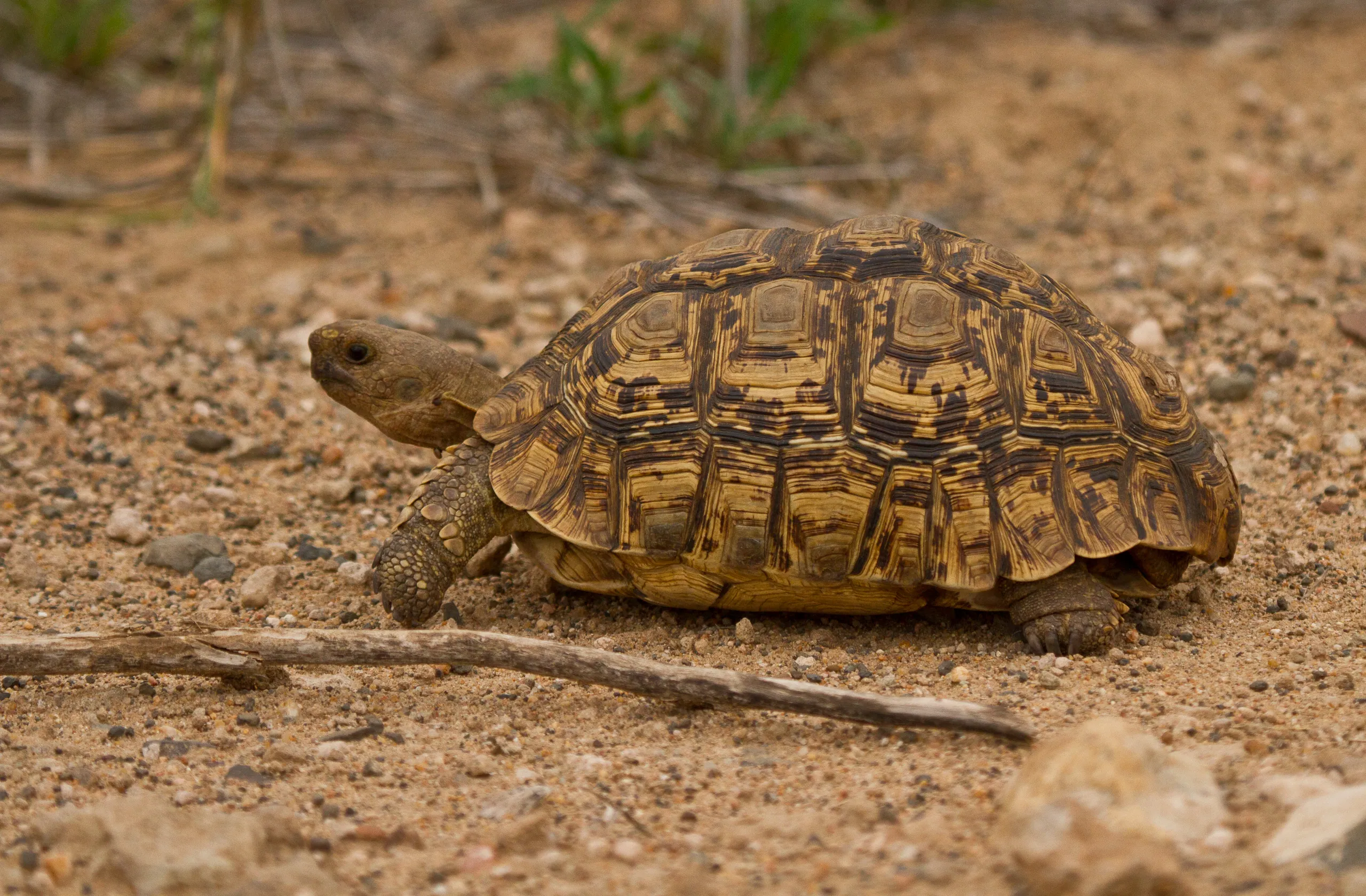 Leopard Tortoise