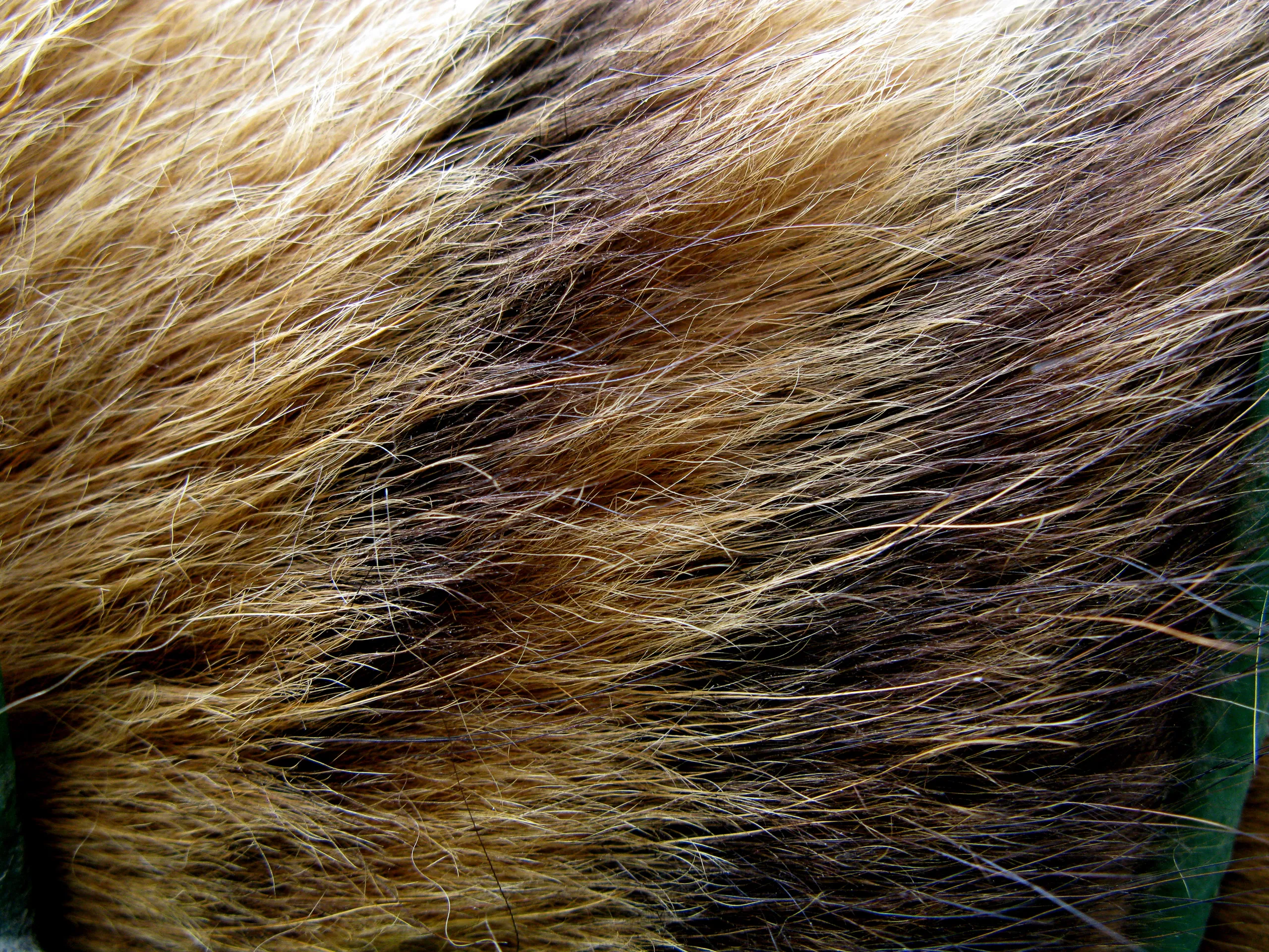 Tiger Fur Macro