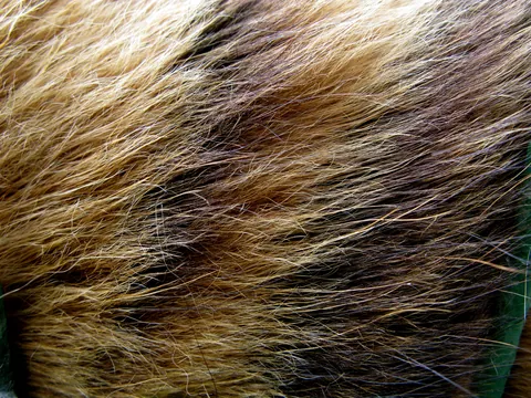 Tiger Fur Macro