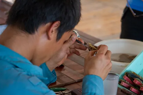 Seeding a pearl, Van Gia Floating Village, Ha Long Bay