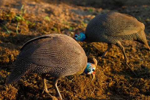 Guinea Fowl