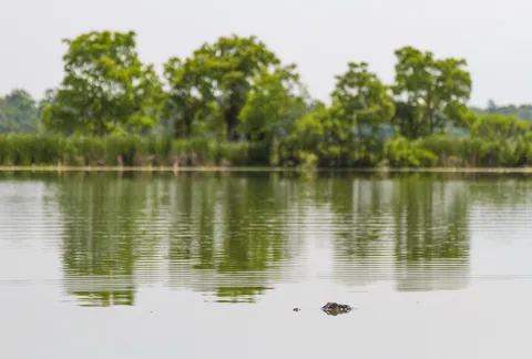 Alligator, Middleton Place