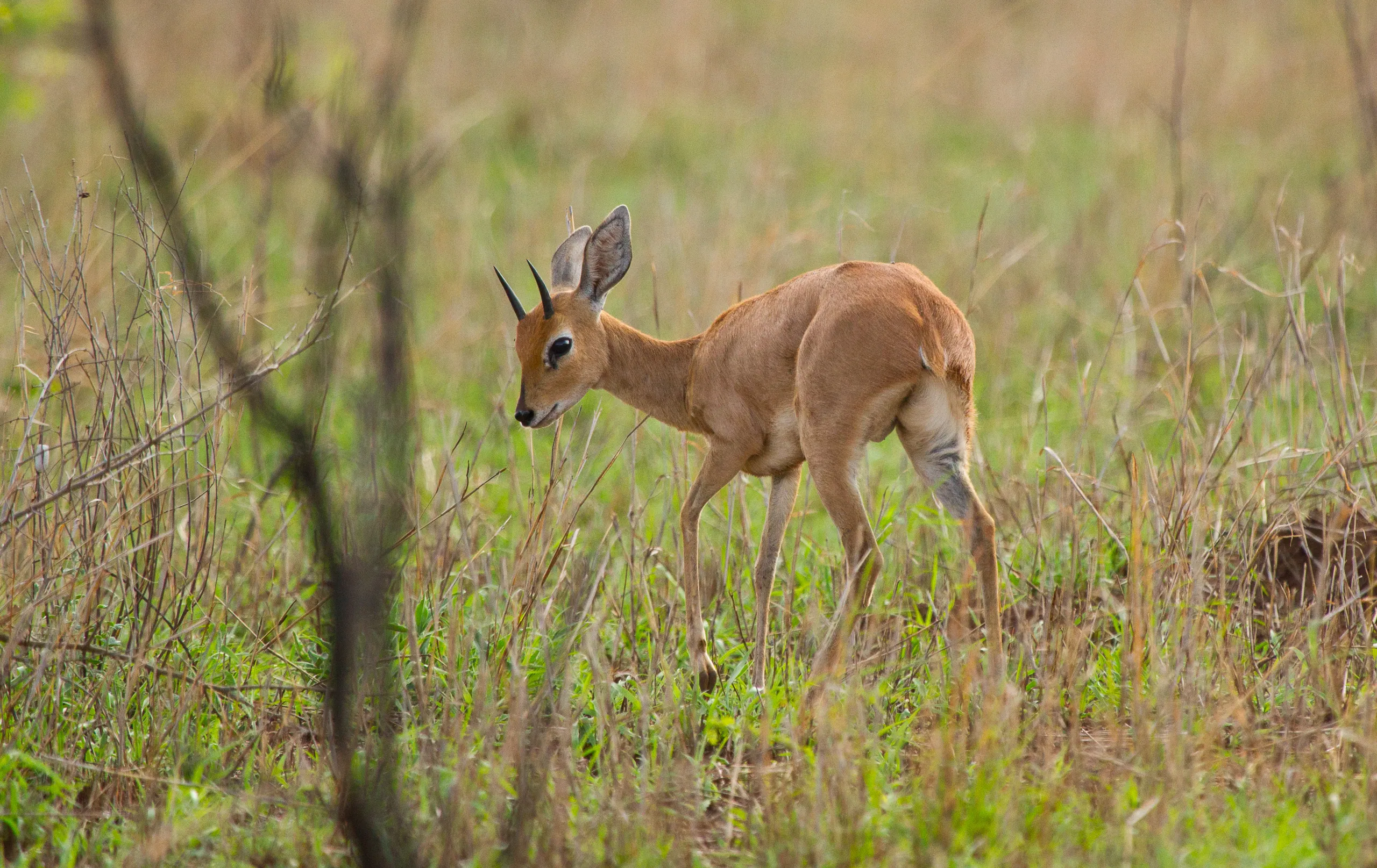 Male Steenbok