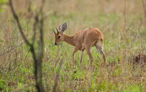 Male Steenbok