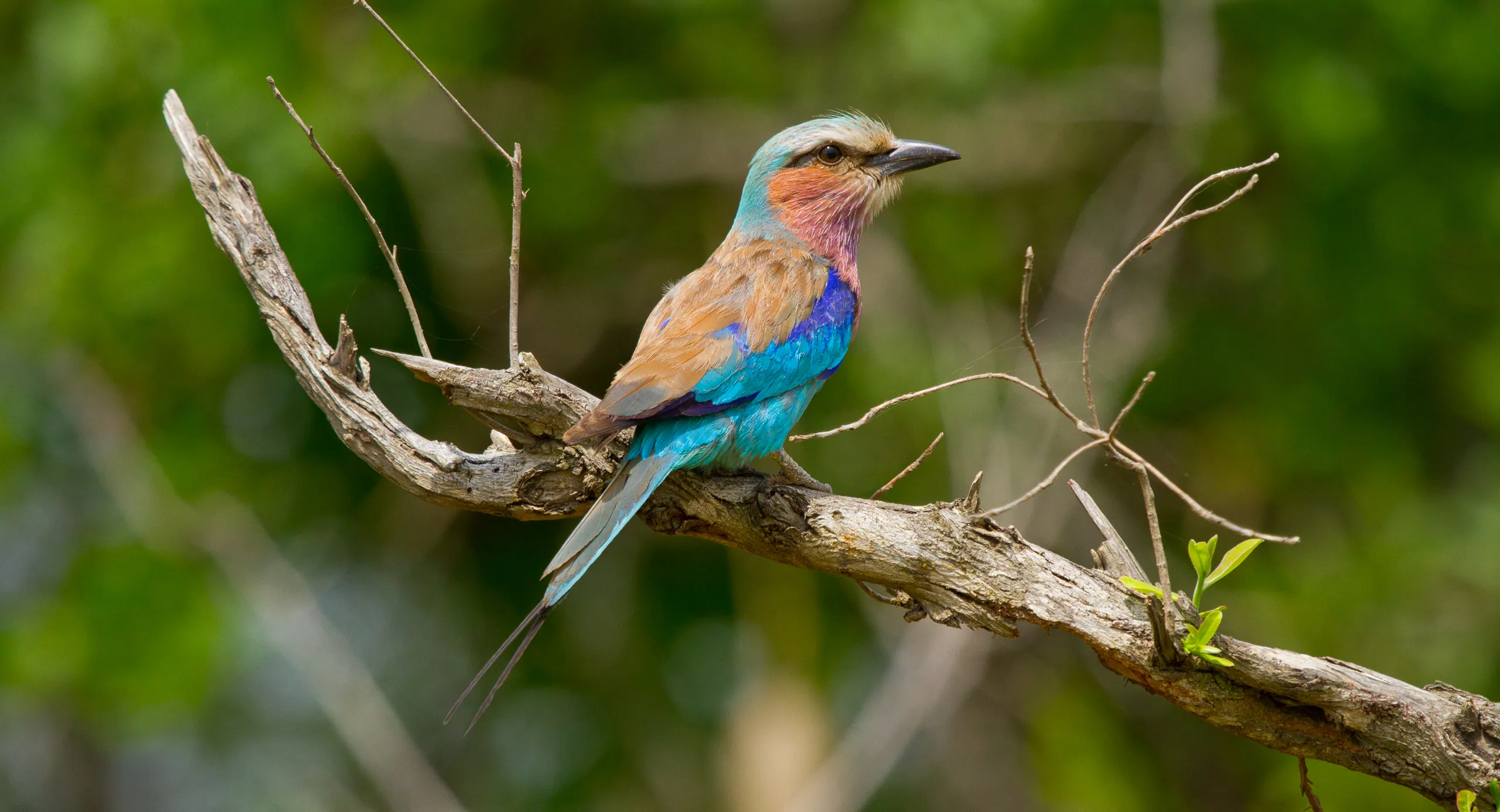Lilac Breasted Roller