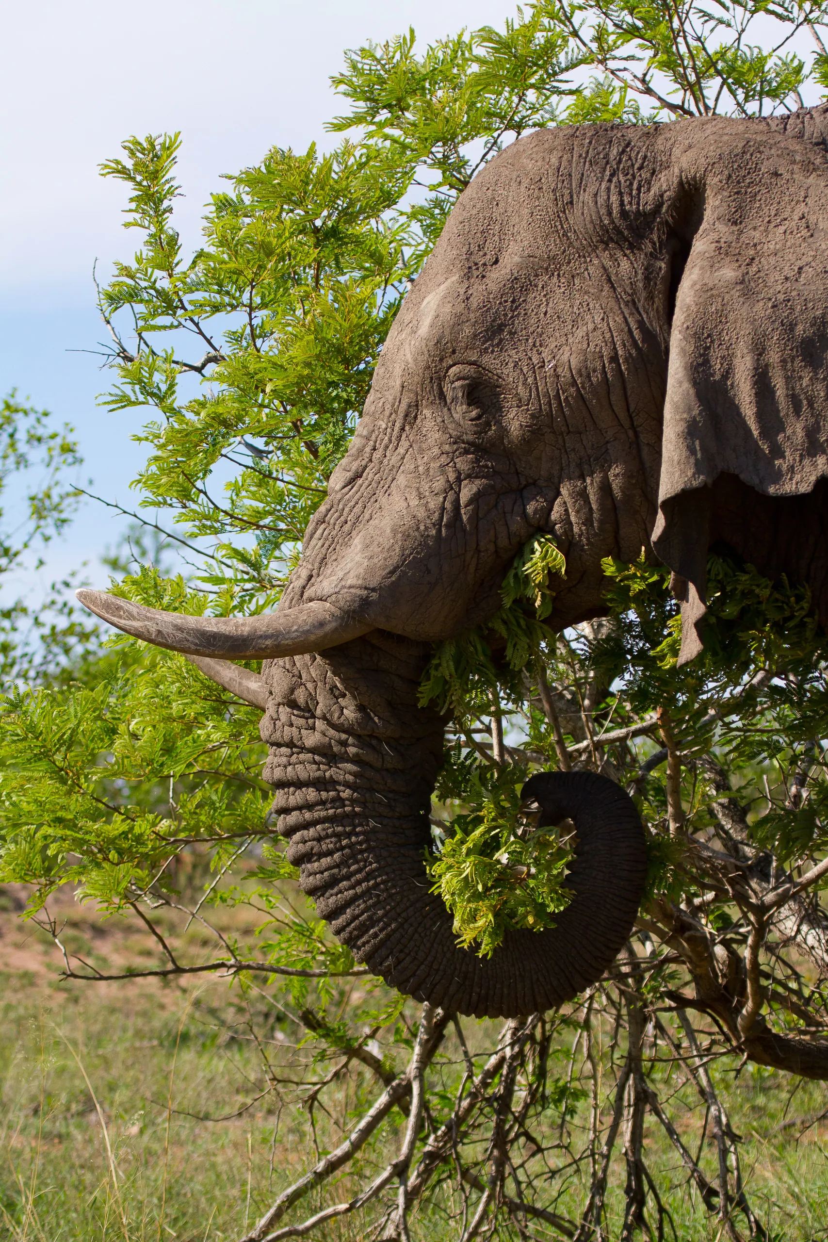 African Elephant Closeup