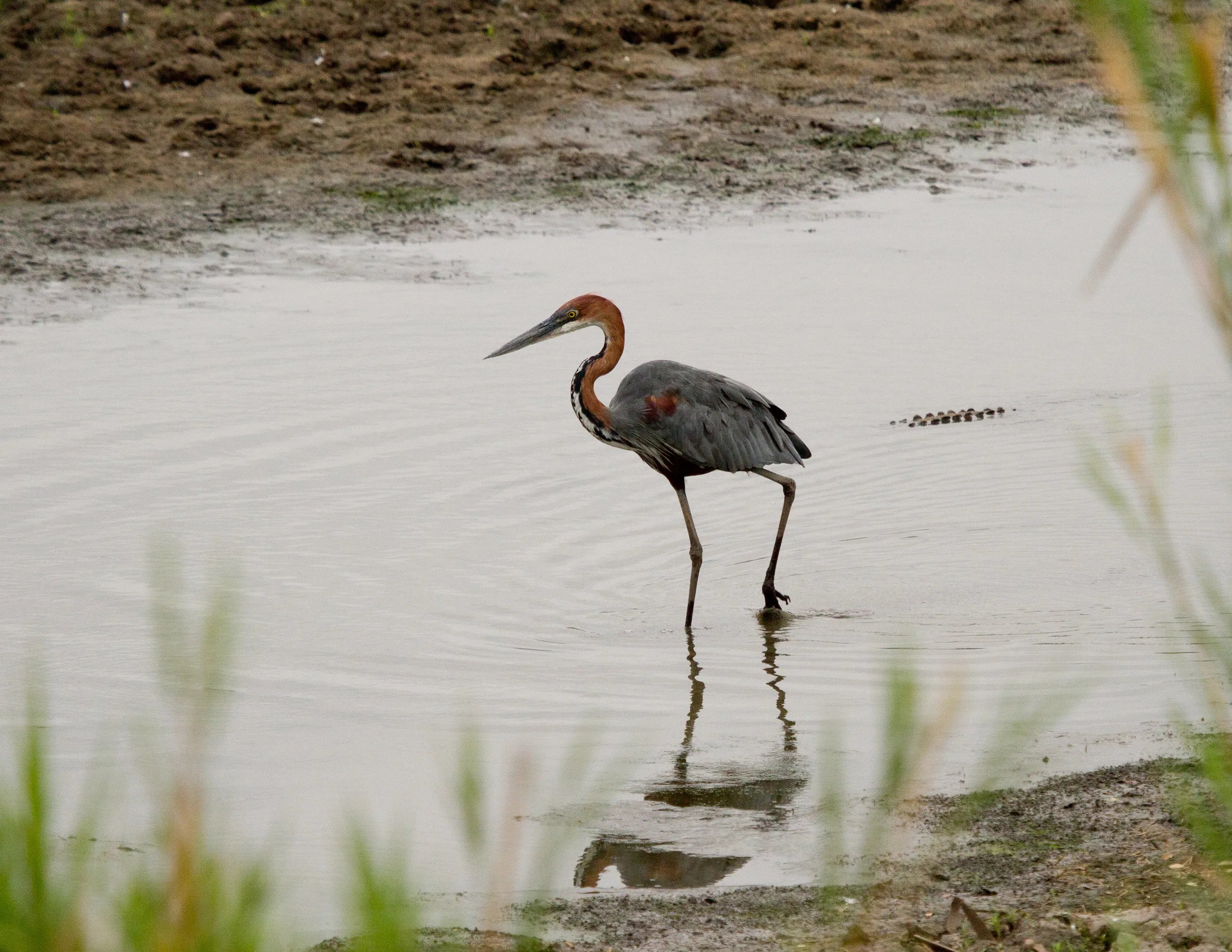 Goliath Heron