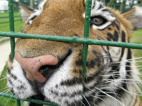 Tiger Closeup