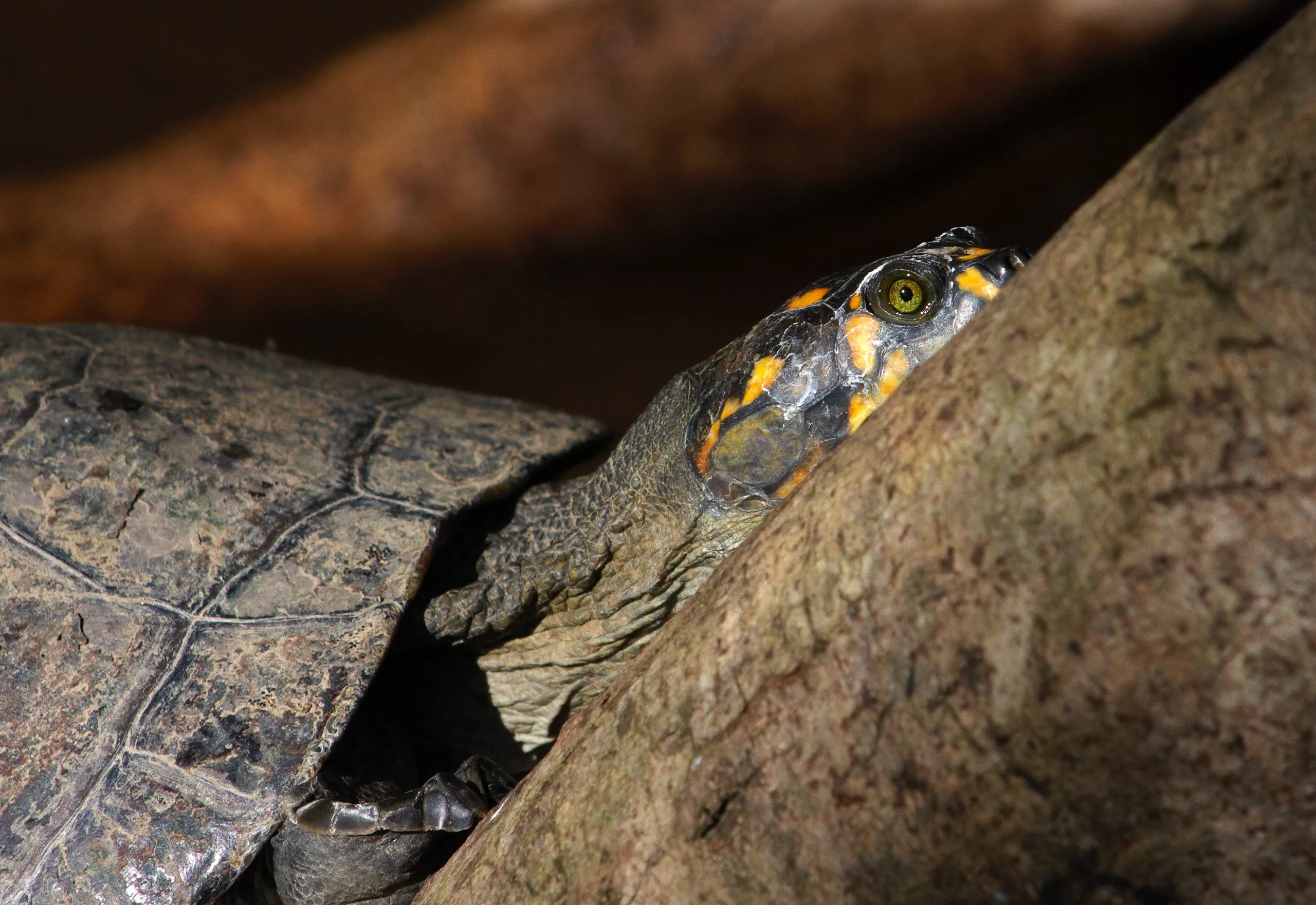 Turtle Closeup
