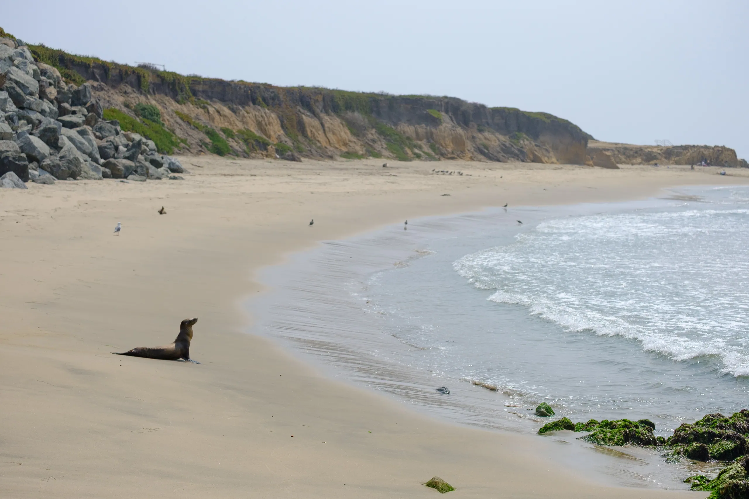 Pescadero Beach Seal