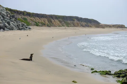Pescadero Beach Seal