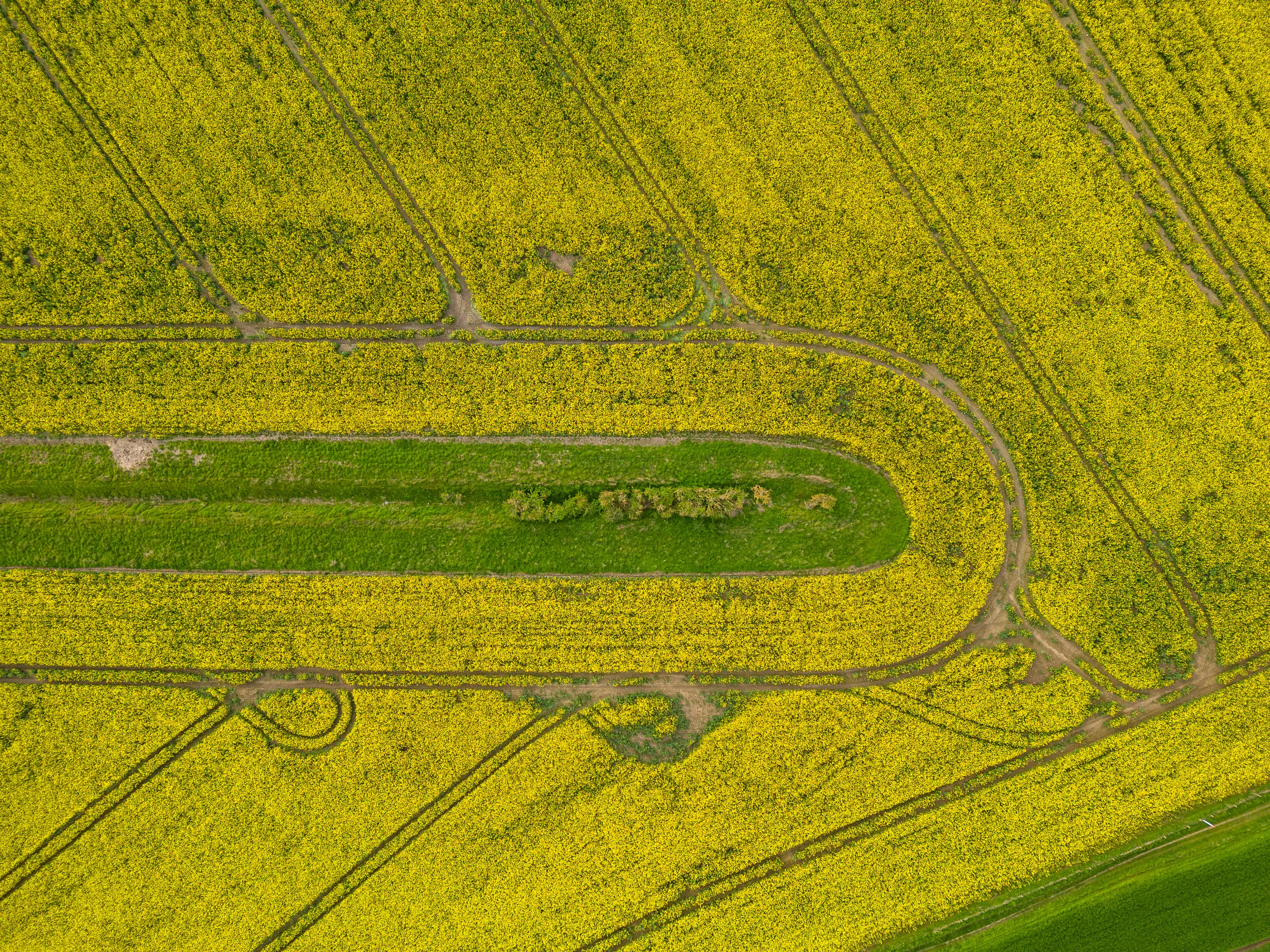 Ipsden Rape Fields, Oxfordshire