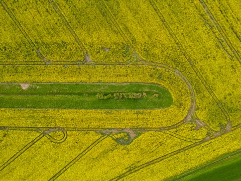 Ipsden Rape Fields, Oxfordshire