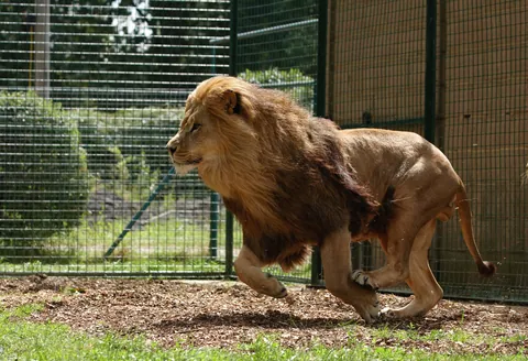 African Lion Running