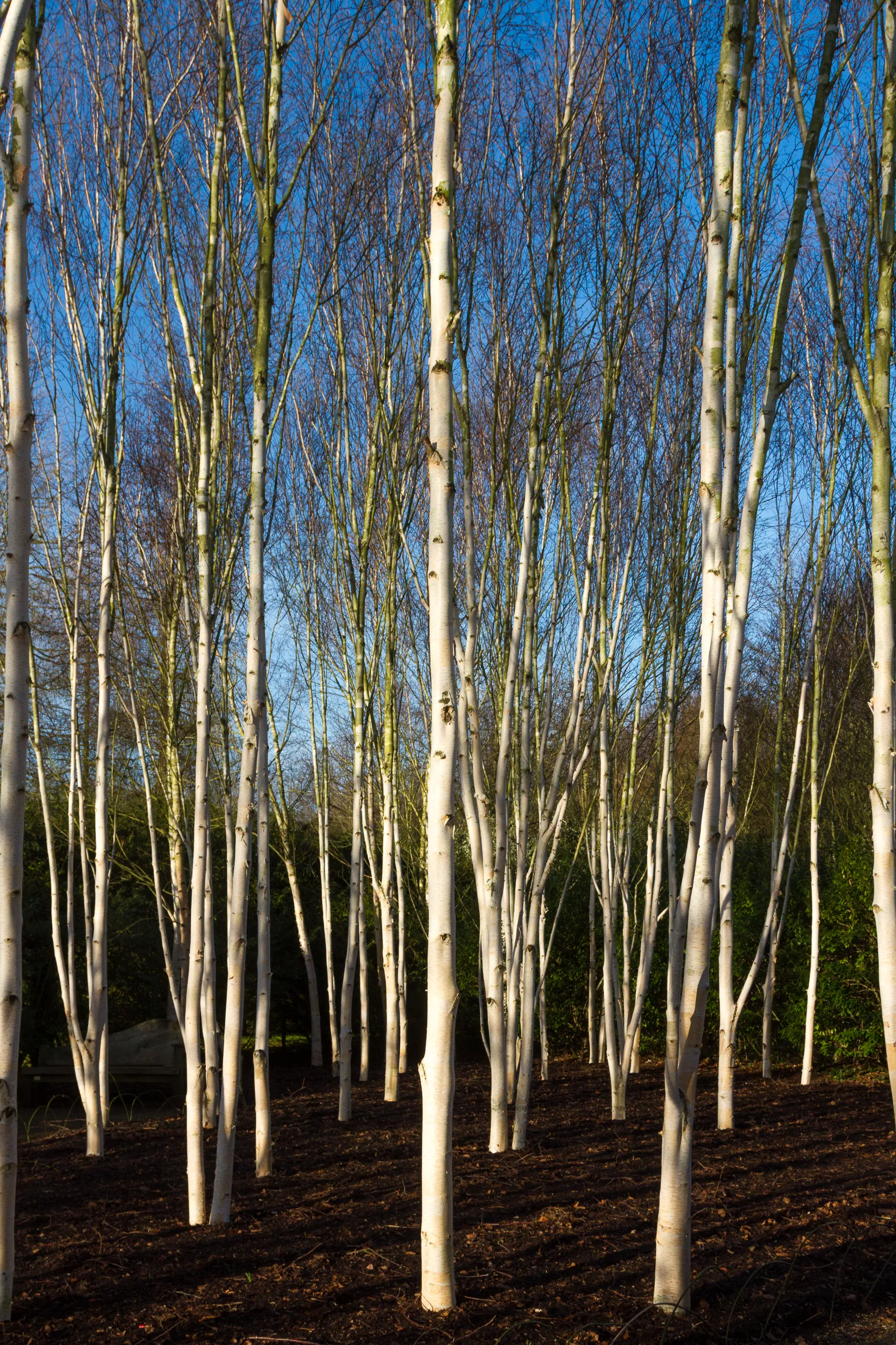 Winter Birch at Anglesey Abbey