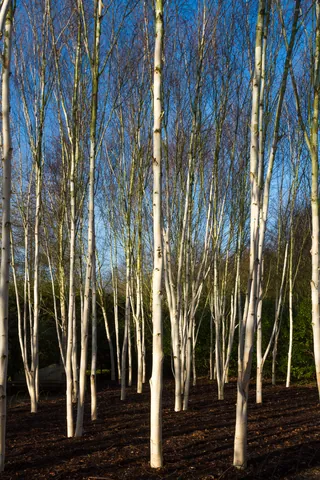 Winter Birch at Anglesey Abbey