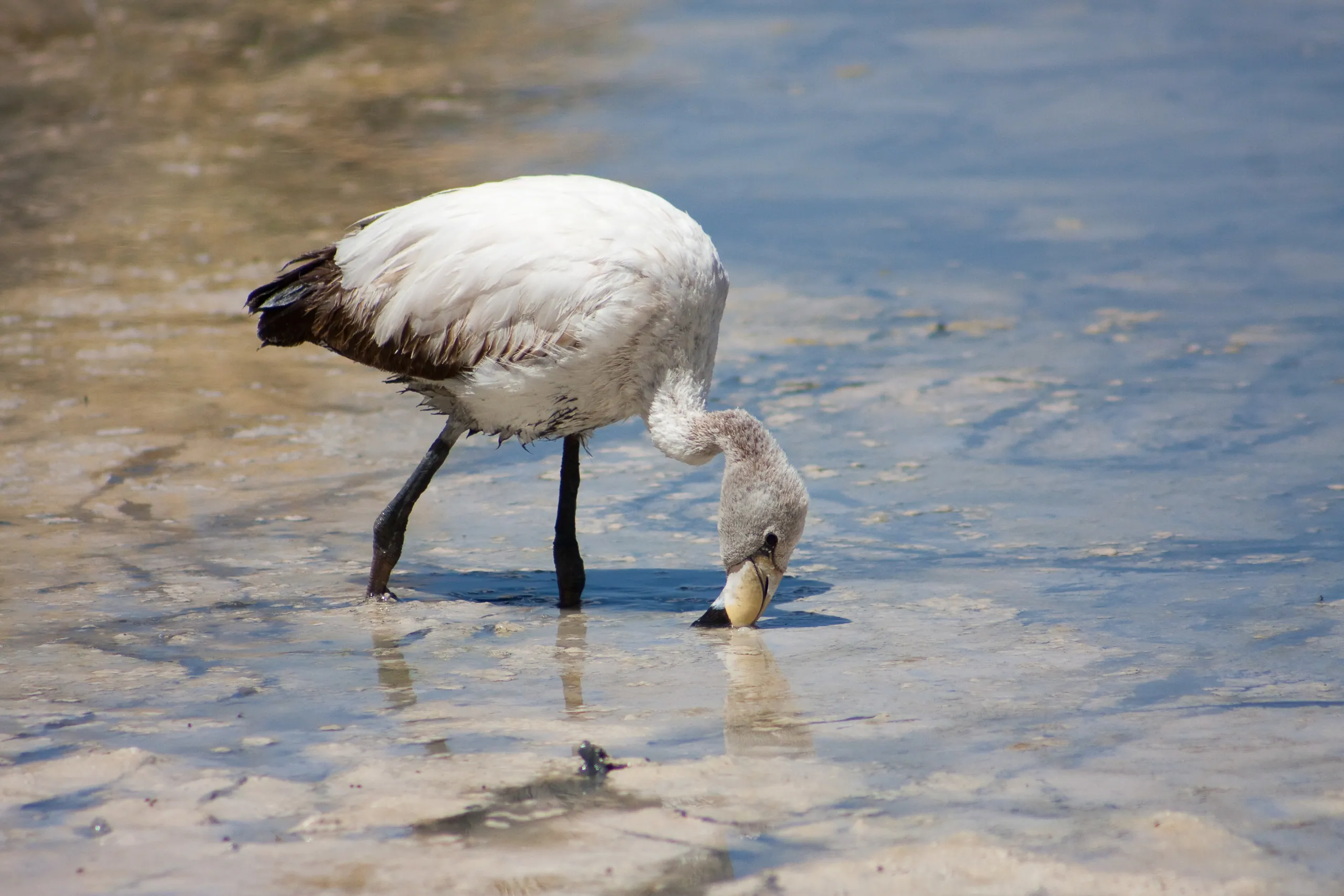 Young James's Flamingo