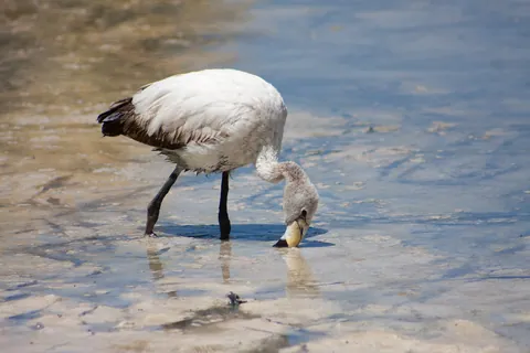 Young James's Flamingo