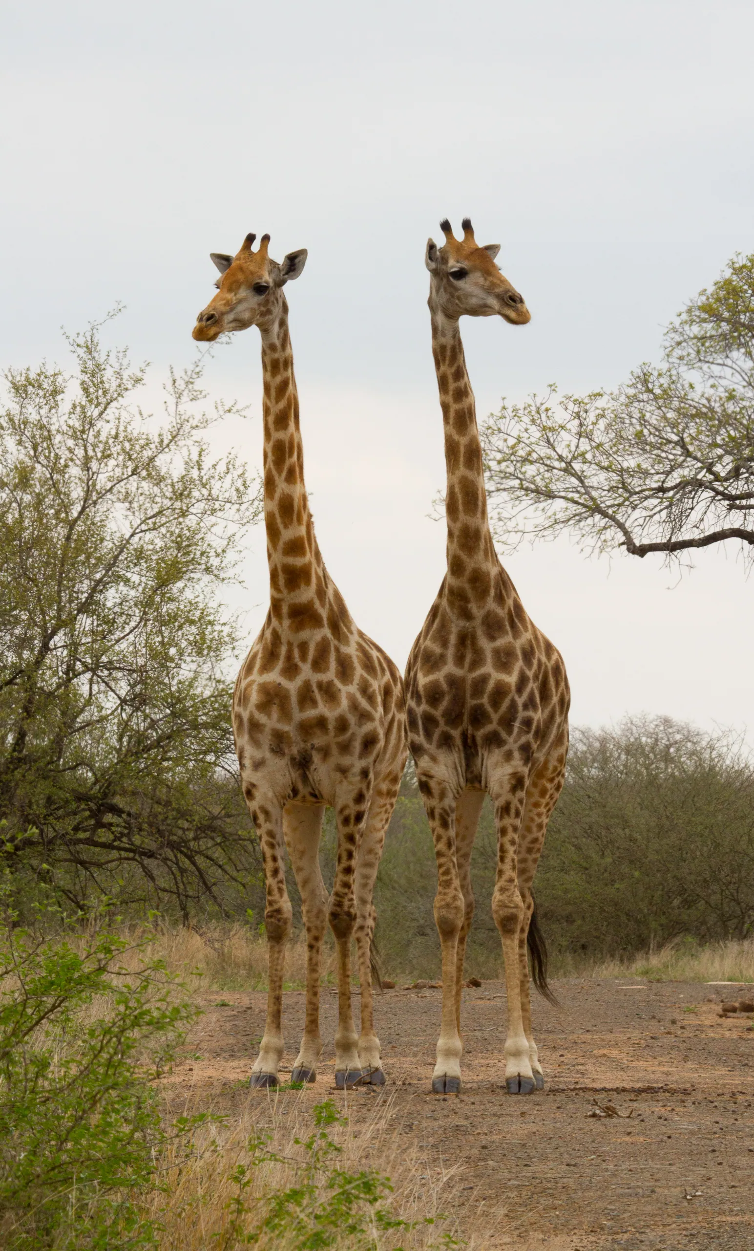 Giraffe Pair