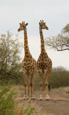 Giraffe Pair