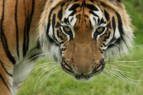 Tiger Life