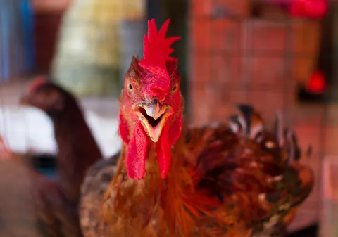 Chow Kit Chicken