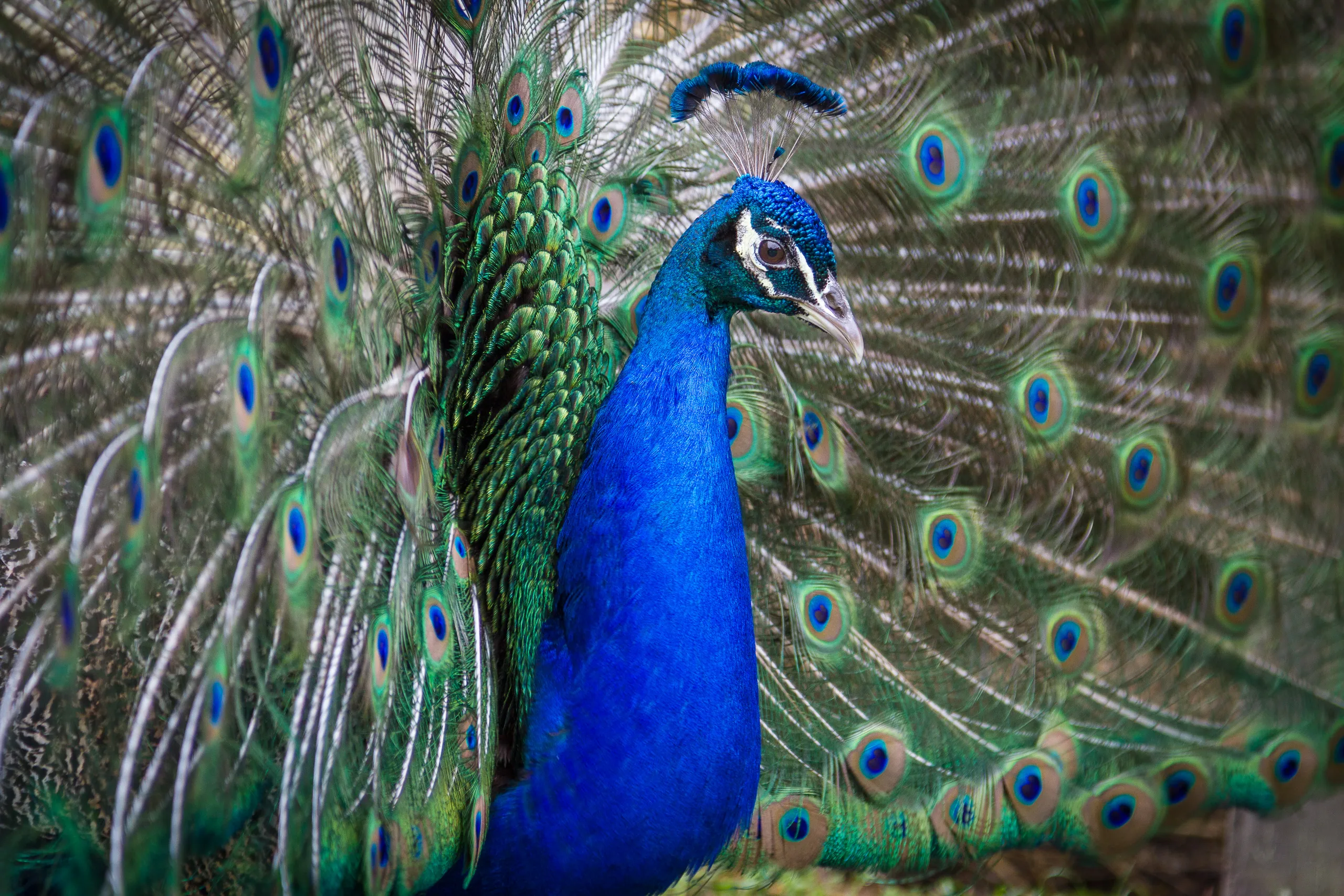 Peacock Display, Middleton Place