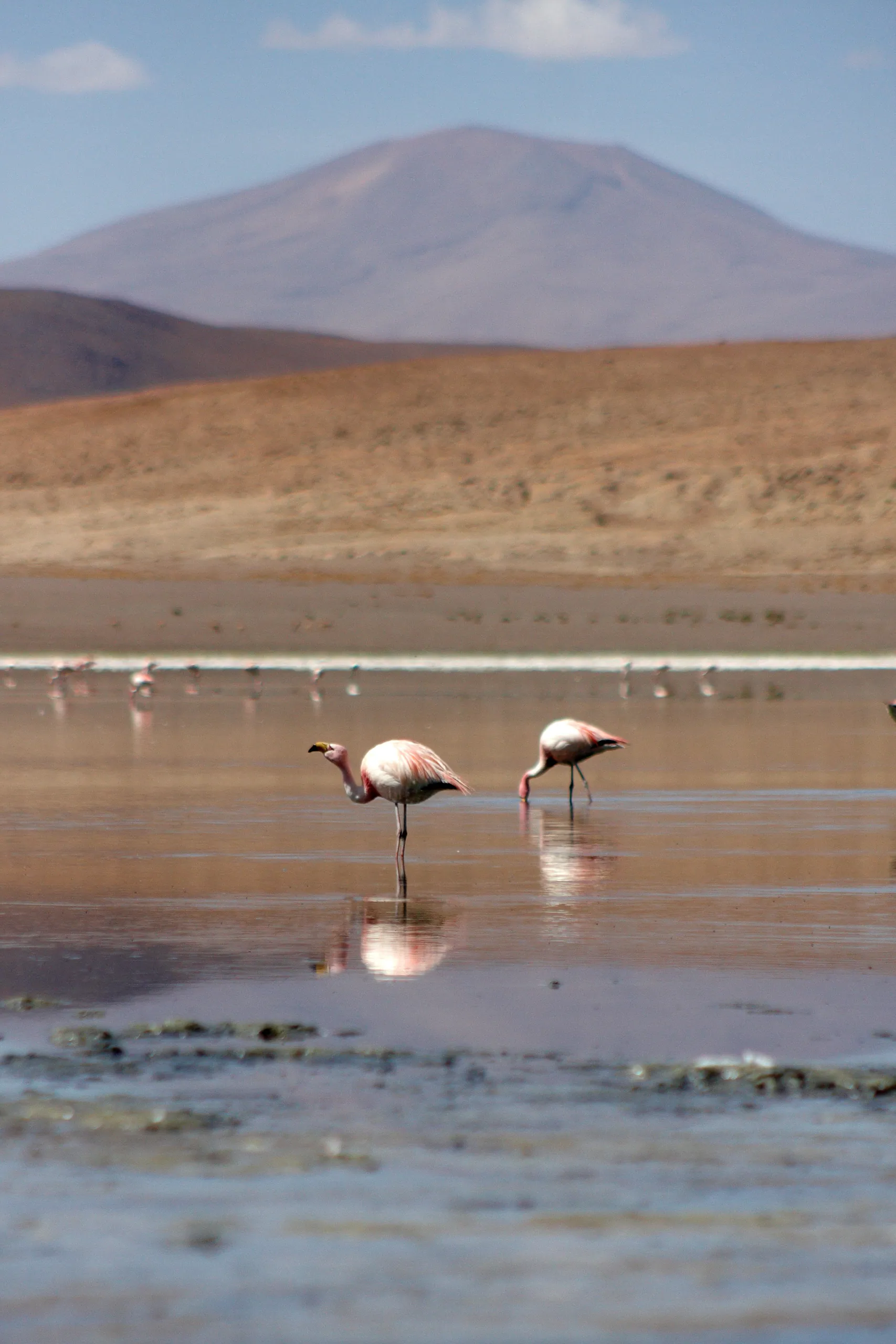 Laguna Flamingos