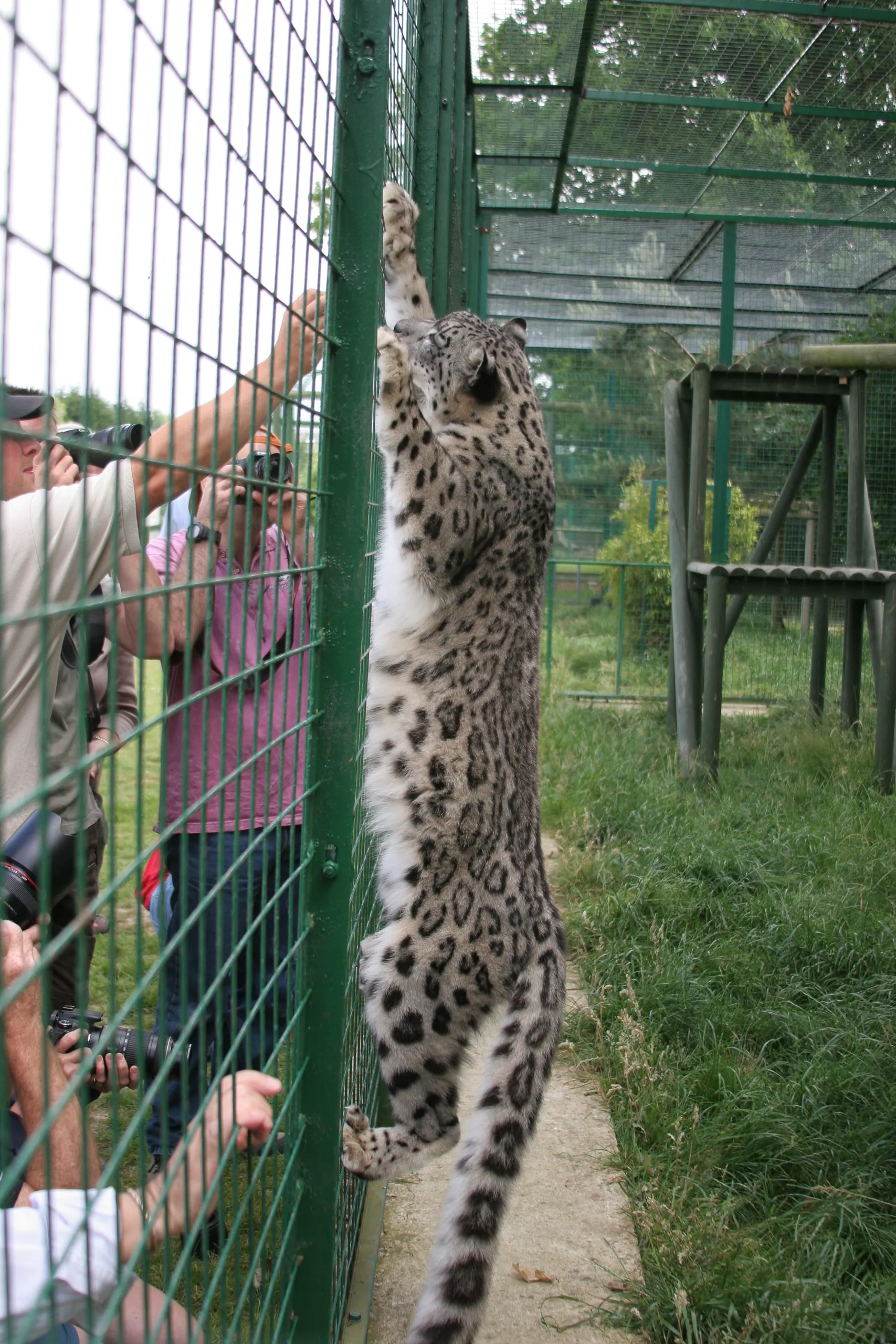 Mizi the Snow Leopard