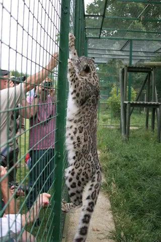 Mizi the Snow Leopard