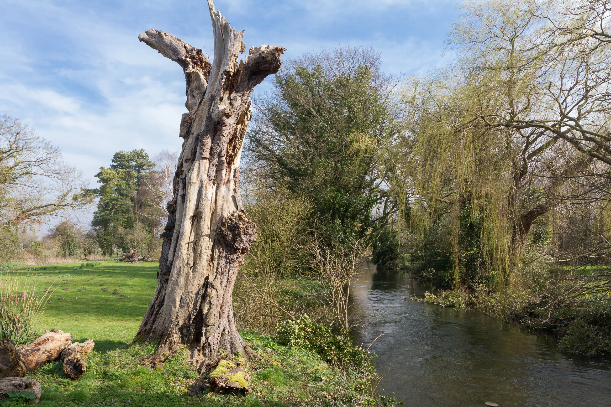 Dead Tree by the Little Stour, Seaton, Wickhambreaux, Kent