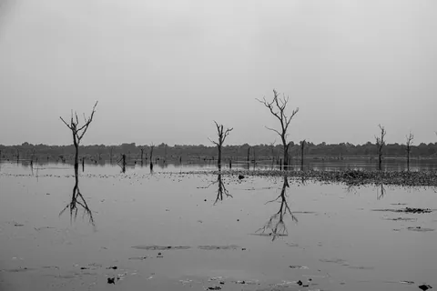 Dead trees in the lake, near Neak Poan Temple