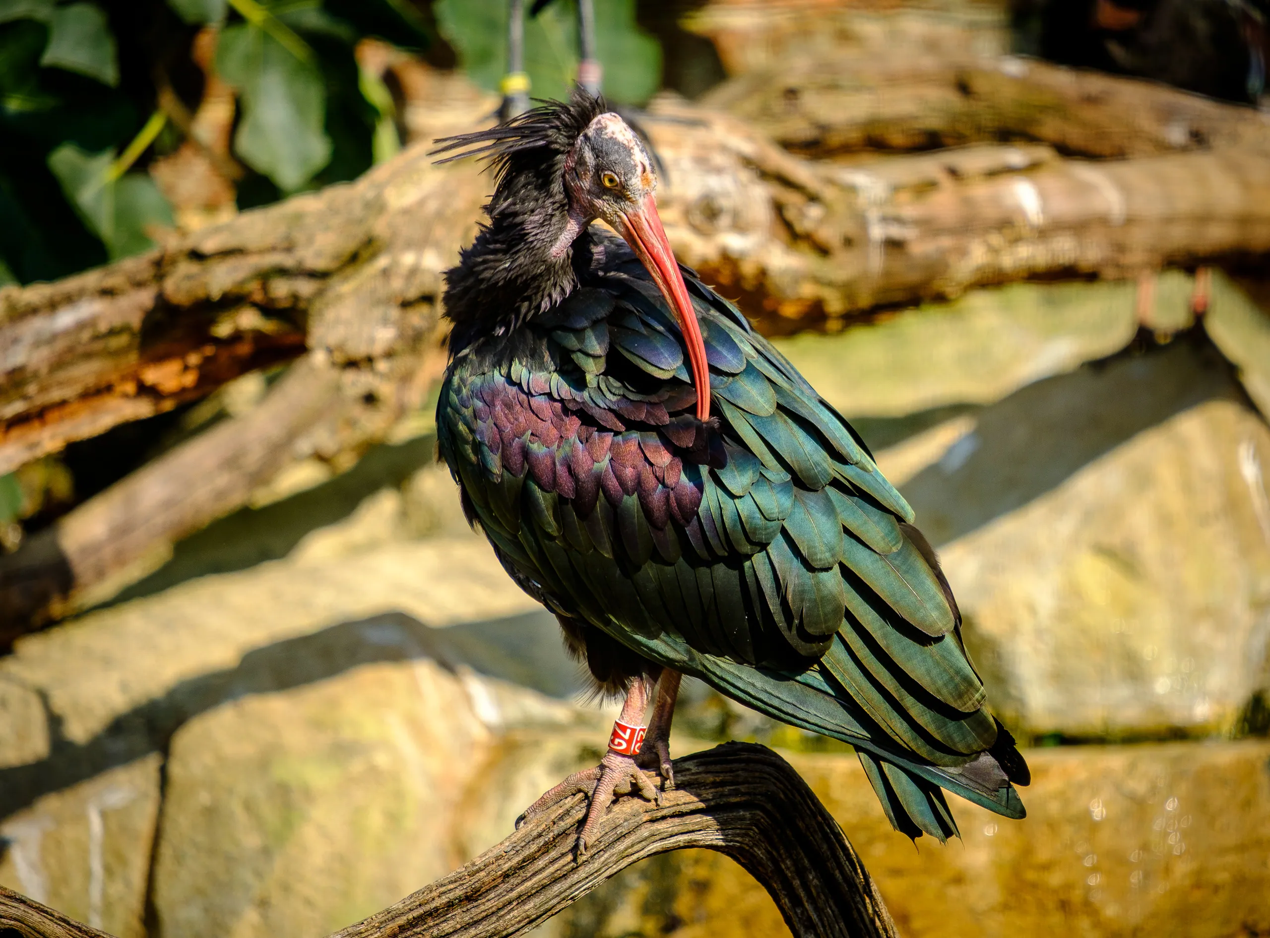 Cotswold Wildlife Park