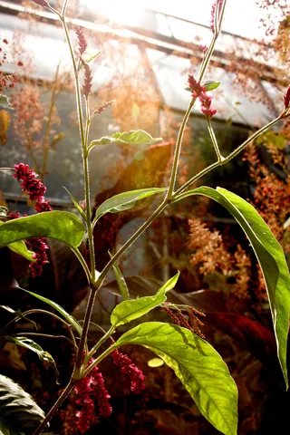 Oxford Botanic Gardens