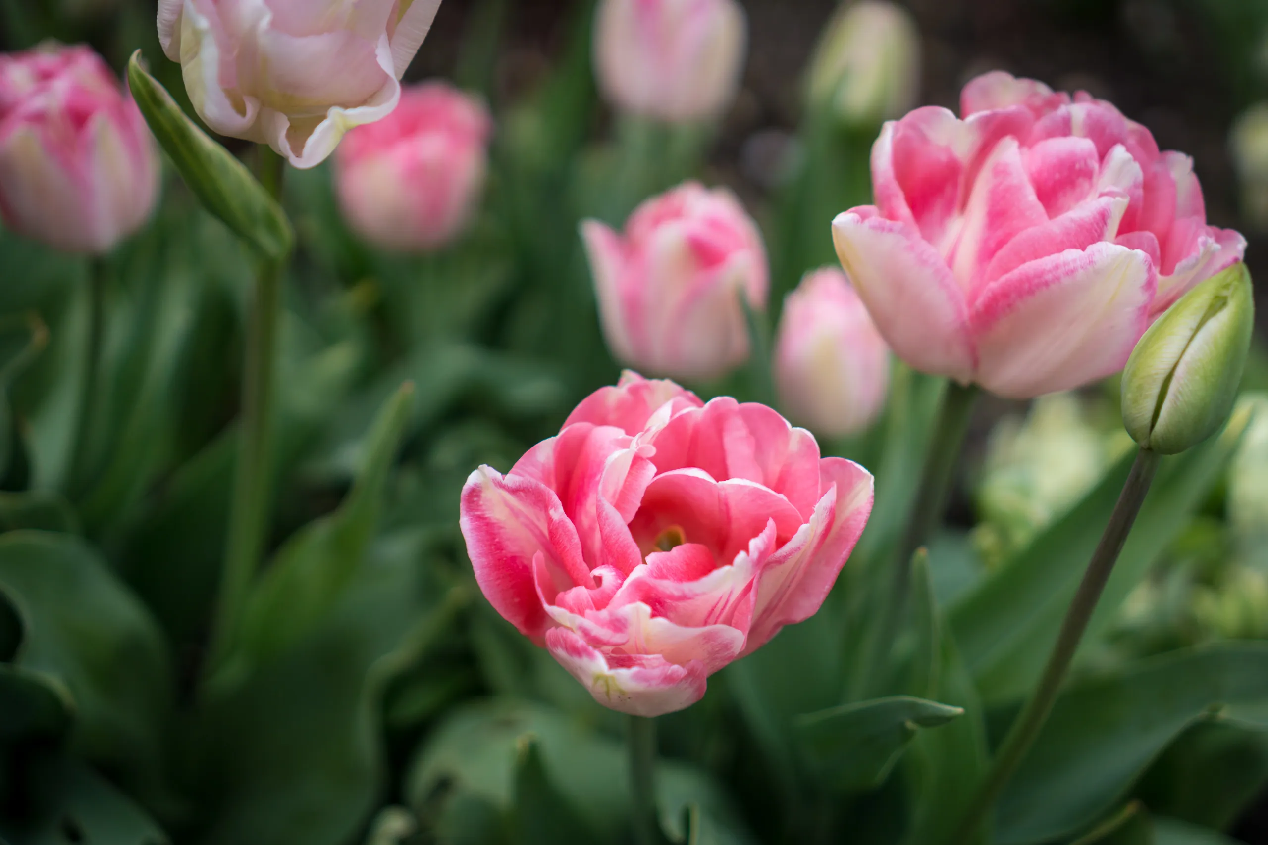 Roses, Grey's Court