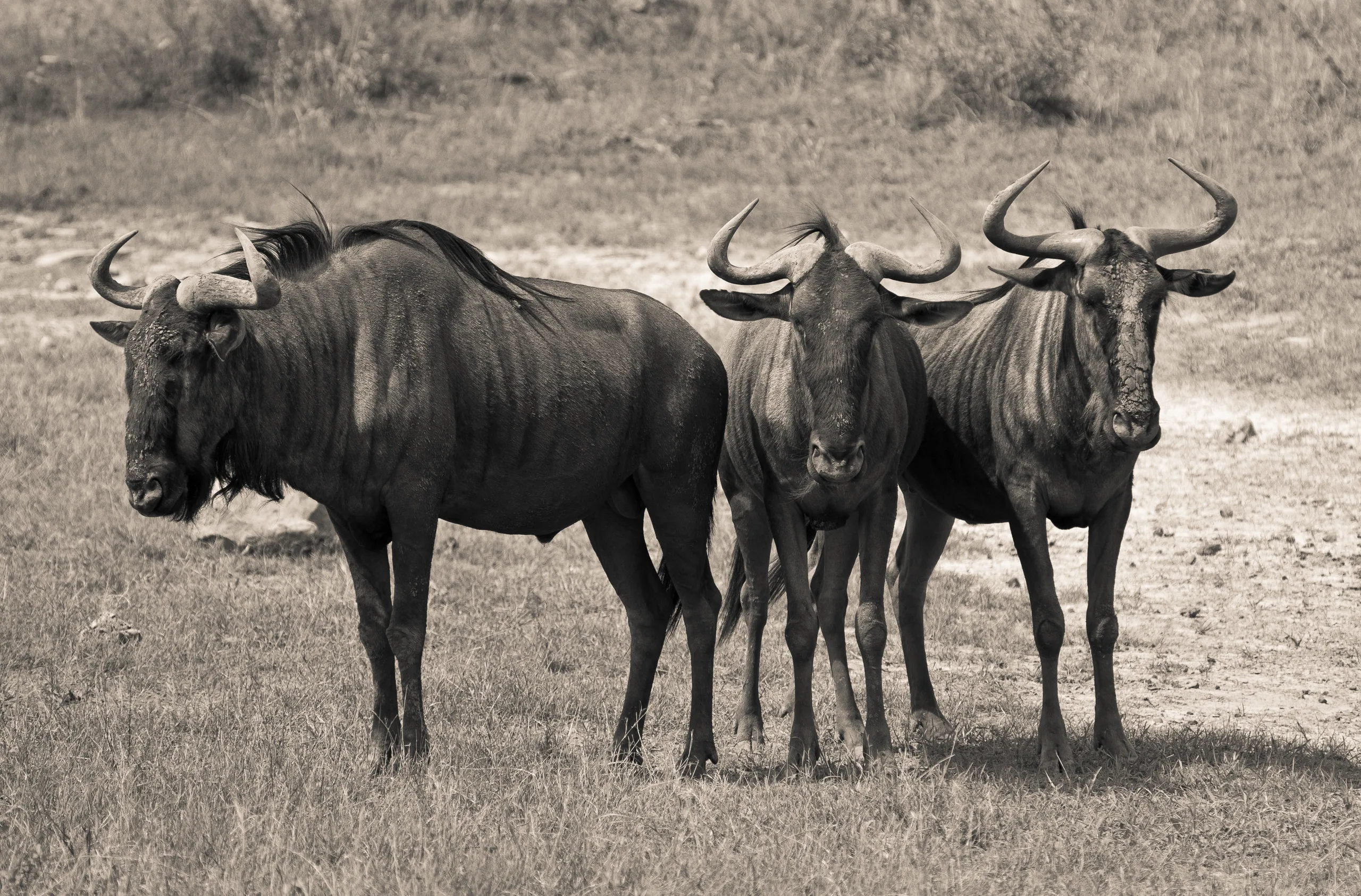 Three Wildebeest