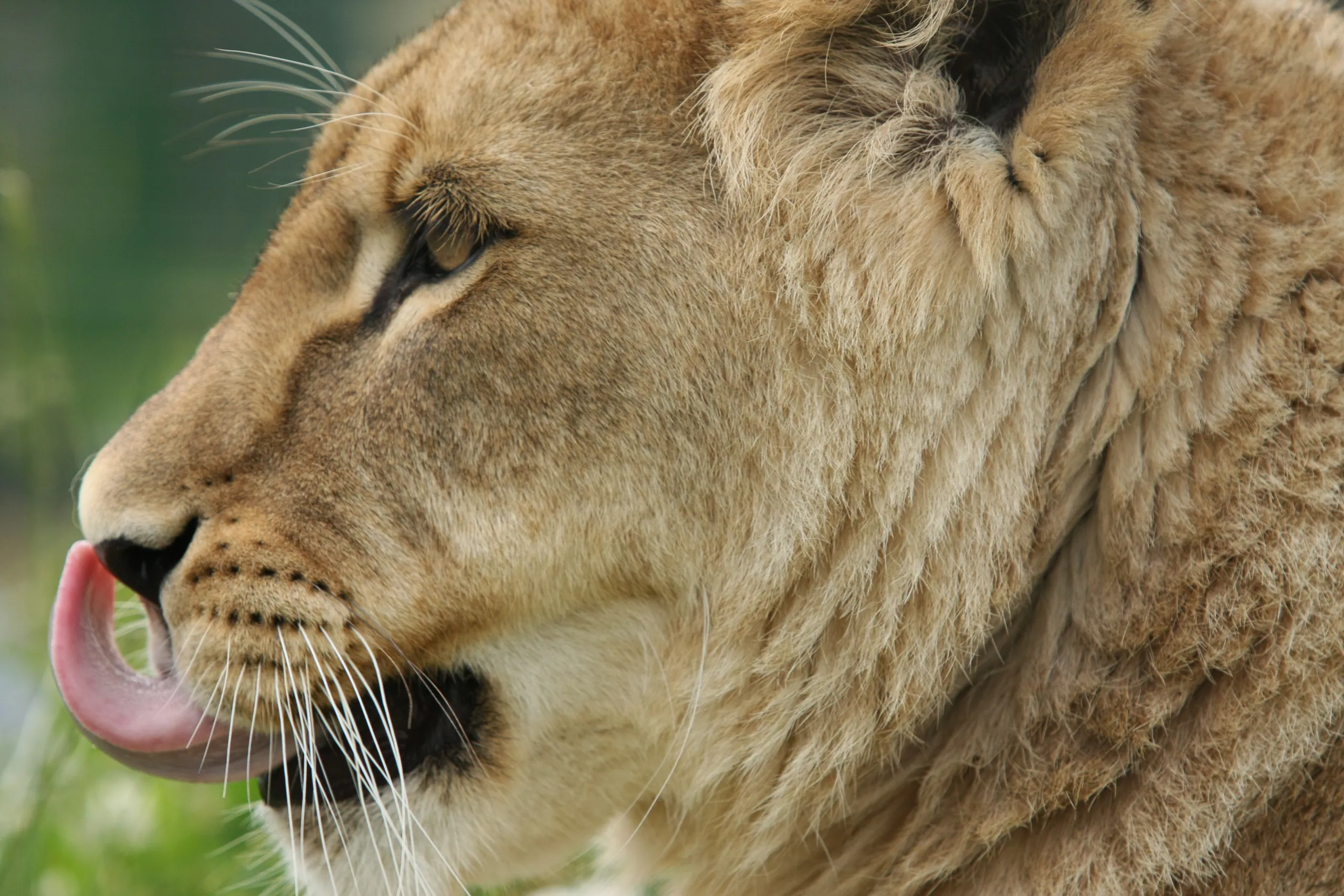 African Lioness